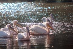 09-Pelicans in Ziway Lake